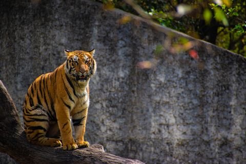 Eco-Luxury Jungle Resorts Jim Corbett