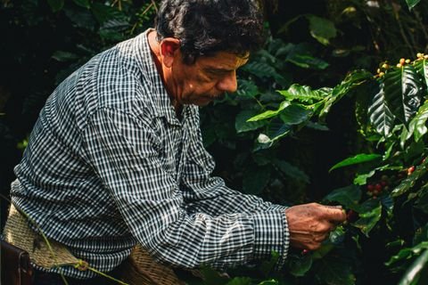 Coffee and Tea Plantation Weddings Coorg